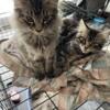 Pure Maine coon European Kittens very playful and gorgeous