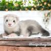 BABY FERRETS ALL Vaccines, Neutered/Spayed + INCLU. Health Guarantee