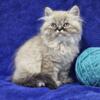 Himalayan Kittens Available on 