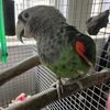 cape parrot adult male in dorchester sc