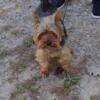 Yorkie male fixed 2 yrs