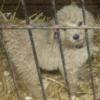 Standard Poodle puppies ready to go! 1 male, 5 female