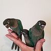 Turquoise Conures for Sale in South Florida