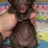 Chocolate Oriental Siamese Kitten