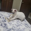 Baby Gorgeous Male Siamese Kitten Ready now