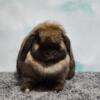 Holland Lop Adult females, sweet pets