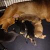 Rottweiler German shepherd mix puppies ready may 31st