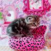 Exotic Shorthair Persian Kittens