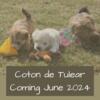 Coton Puppies Coming Soon!
