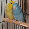 Proven pair of Parrotlets