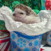 Hedgehogs Available - 2 Males and 2 Females