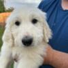 Poodle Great Pyrenees Mix