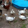 5 Anacona ducklings beautiful