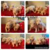 BullTerrier Puppies For Sale $1000