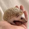 Adorable baby hedgehogs available!