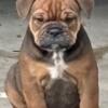 Olde English Bulldogge Puppies  - IOEBA Registered  -Ready to Go Home   3 Left 