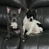 Frenchton pair (Frenchie/Boston Terrier)