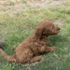 Male and Female Goldendoodle looking forever home