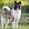 Male Akita 10 months old