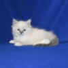 Blue & Lilac lynx TICA Ragdoll Kittens Available!