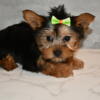 3month  old yorkie male small