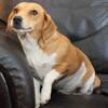 Yellow and white adult Beagle girl.