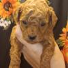 Ckc Red Female Toy Poodle