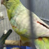 Red Rumped Parakeet - Grasskeet