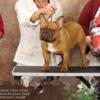 Champion French Bulldog Available for stud