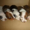 7  left Miniature Dachshund Registered Litter Full  CINTI. OH. Pups come dewormed, with shotsand money back guarantee