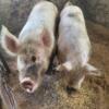 2 - 2yr old yorkshire cross pigs looking for greener pastures.
