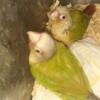 Pineapple green check conure  baby's