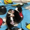 AKC Pembroke corgi puppies