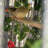 Star Finch Pair. Two pairs available