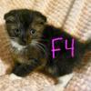 Foldex kittens (straight and folded ears)