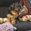 sold Yorkiepoo ready for forever home