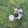 For Sale 4 GSD born 2/3/24