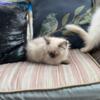 Siberian kitten for sell