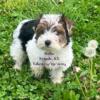 Parti Yorkie (13 wks/ can meet halfway within reason for loving home)
