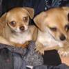 Purebred Chihuahua Pups 8 week old GIRLS