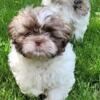 Shih Tzu Pups available