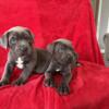 Cane corso puppies 5 males 2 females Iccf papers