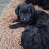 Pomadoodle Puppies Need A Forever Home