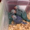 Babies Indian Ringneck, ready for a new home.