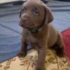 Chocolate Labs  We have 3 left vet checked and had first shots Price reduced to 400