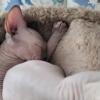 Sphynx kittens sealpoint tica registered  both parents hcm scanned. 2 boys and 1 girls