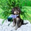 Mini Labradoodle Puppies Ready for homes
