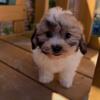 Shih Tzus available for rehoming