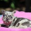 Livia French Bulldog female puppy for sale. $3,900