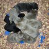AkC Labrador Retriever puppies for sale